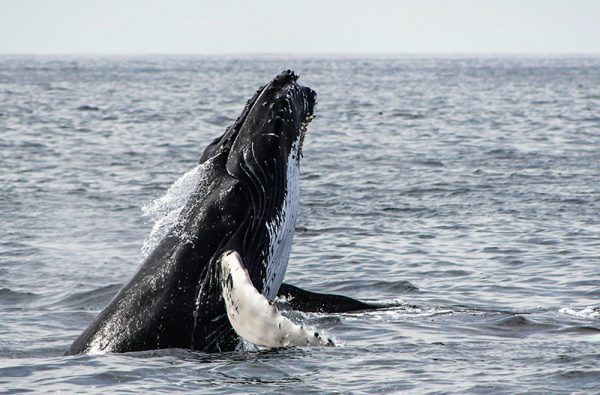 1900 ton denná spotreba surovín